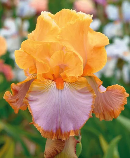 Iris 'Grand Canyon Sunset' (Bearded Iris)