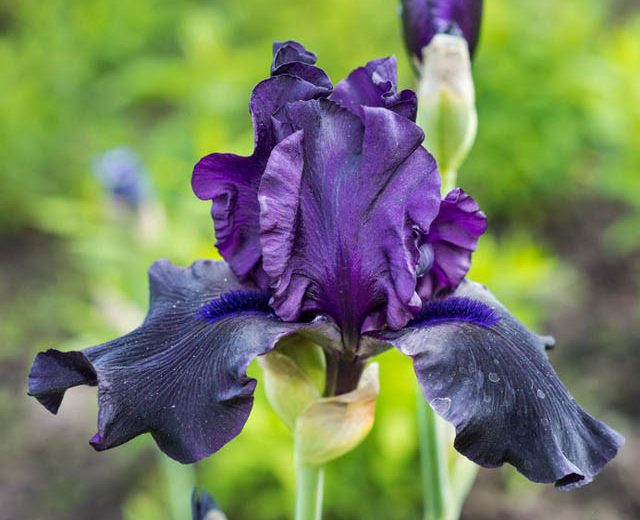 Iris 'Hello Darkness', Tall Bearded Iris 'Hello Darkness', Iris Germanica 'Hello Darkness', Early Mid Season Irises, Dark irises, Award Irises, Purple Irises
