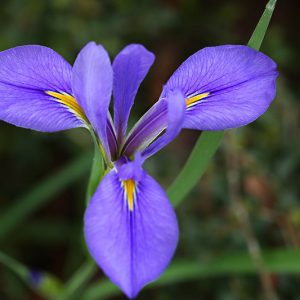Iris hexagona, Dixie Iris, Carolina Iris, Water Iris, Bog Iris, Iris for Ponds, Perennial for wet soil, Perennial for poorly drained soils, Blue Iris, Lavender Iris