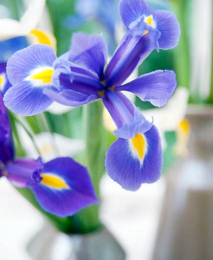 Iris Hollandica, Dutch Iris, Mid spring blooms, Late spring blooms, Early summer blooms, Iris Blue Magic, Blue Iris