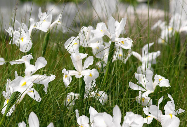 Iris Hollandica, Dutch Iris, Late spring blooms, Early summer blooms, Iris Casablanca, White Iris, White dutch iris