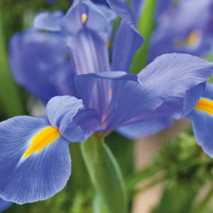 Iris Hollandica, Dutch Iris, Late spring blooms, Early summer blooms, Iris Professor Blaauw, Blue Iris, Purple Iris