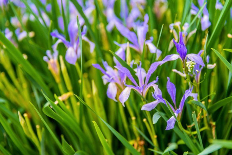 Iris lactea, White-flowered iris, Milky Iris, White-flowered Chinese Iris, Blue Flowers, Blue Iris, White Iris