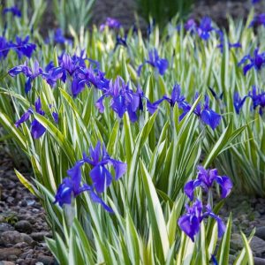 Iris Laevigata 'Variegata', Water Iris 'Variegata', Rabbit-Ear Iris 'Variegata', Kakitsubata 'Variegata', Iris for Ponds, Perennial for wet soil, Perennial for poorly drained soils