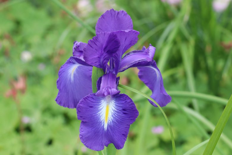 Iris latifolia, English Iris, Iris anglica, Iris argentea, Iris cepifolia, Iris pyrenaica, Iris xiphioides, Purple Flowers, Purple Iris, Blue Iris