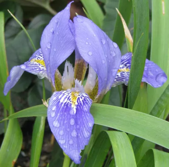 Iris lazica, Lazistan Iris, Lavender Iris, Lavender Flowers, Bicolor Iris, Bicolor Flowers, Evergreen Iris