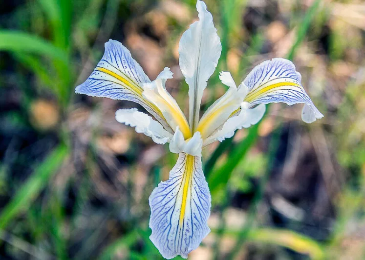 Iris macrosiphon, Long Tubed Iris, Bowltube Iris, Ground Iris, Iris amabilis, Iris californica, California Native Plants, California Native Perennials
