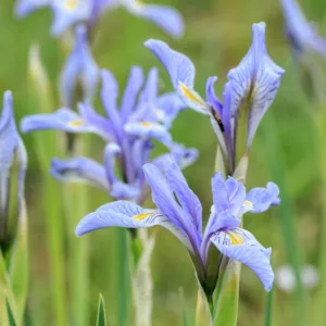 Iris missouriensis, Rocky Mountain Iris, Western Blue Flag, Iris longipetala, Iris pariensis, Iris tolmieana, Purple Flowers, Purple Iris, Violet Flowers