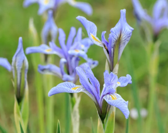 Iris missouriensis, Rocky Mountain Iris, Western Blue Flag, Iris longipetala, Iris pariensis, Iris tolmieana, Purple Flowers, Purple Iris, Violet Flowers