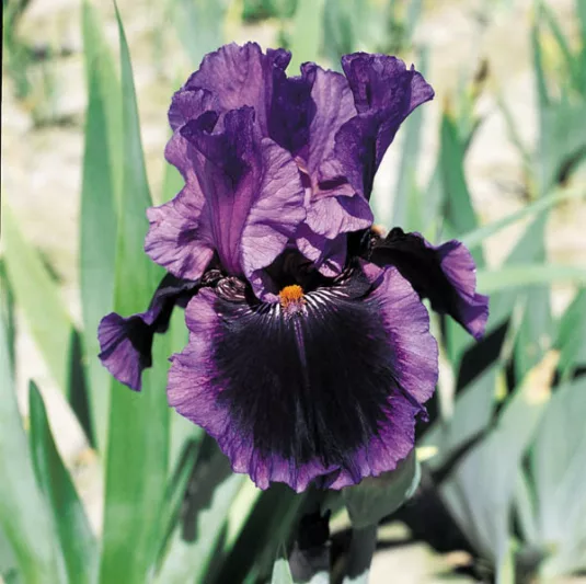 Iris 'Pagan Dance', Tall Bearded Iris 'Pagan Dance', Iris Germanica 'Pagan Dance', Early Season Iries, Mid Season irises, Late Season Irises, Reblooming irises, Purple irises