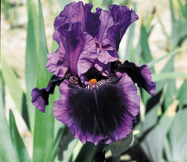 Iris 'Pagan Dance', Tall Bearded Iris 'Pagan Dance', Iris Germanica 'Pagan Dance', Early Season Iries, Mid Season irises, Late Season Irises, Reblooming irises, Purple irises