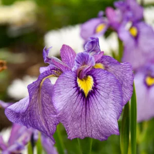 Iris pseudata 'Shiryukyo', Iris pseudacorus, Iris ensata, Purple Iris, Flowers for wet soils, Plants for wet soils, Best Japanese Iris