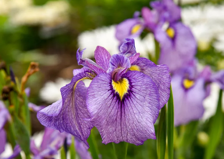 Iris pseudata 'Shiryukyo', Iris pseudacorus, Iris ensata, Purple Iris, Flowers for wet soils, Plants for wet soils, Best Japanese Iris