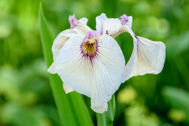 Iris pseudata 'Tsukiyono', Iris pseudacorus, Iris ensata, Orange Iris, Flowers for wet soils, Plants for wet soils, Best Japanese Iris