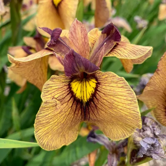 Iris pseudata 'Yarai', Iris pseudacorus, Iris ensata, Orange Iris, Flowers for wet soils, Plants for wet soils, Best Japanese Iris