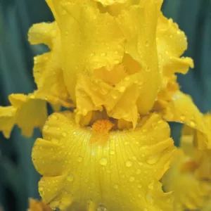 Iris 'Pure As Gold', Tall Bearded Iris 'Pure As Gold', Iris Germanica 'Pure As Gold', Midseason Irises, Reblooming irises, Yellow irises