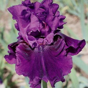 Iris 'Purple Serenade', Tall Bearded Iris 'Purple Serenade', Iris Germanica 'Purple Serenade', Mid Late Season Irises, Purple Irises