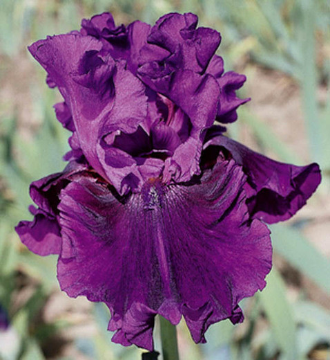 Iris 'Purple Serenade', Tall Bearded Iris 'Purple Serenade', Iris Germanica 'Purple Serenade', Mid Late Season Irises, Purple Irises