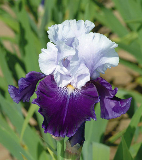 Iris 'Royal Storm' , Tall Bearded Iris 'Royal Storm', Iris Germanica 'Royal Storm', Mid Season Irises, Purple irises, Award Irises, Bicolor Irises, White Irises