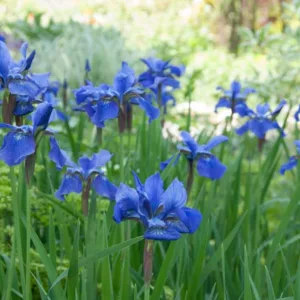Siberian Iris Blue Moon, Iris Sibirica Blue Moon, Siberian flag Blue Moon, blue flowers, blue siberian iris, blue iris