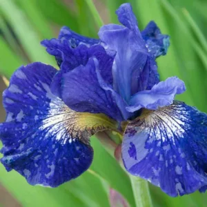 Siberian Iris Over in Gloryland, Iris Siberica Over in Gloryland, Siberian flag Over in Gloryland, Blue Flowers, Blue Iris, Blue Siberian iris