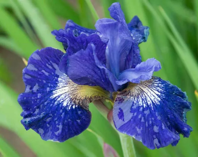 Siberian Iris Over in Gloryland, Iris Siberica Over in Gloryland, Siberian flag Over in Gloryland, Blue Flowers, Blue Iris, Blue Siberian iris