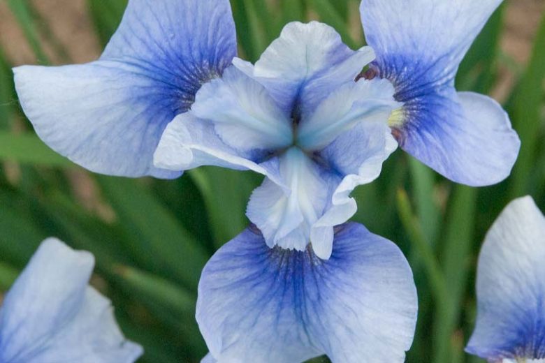 Siberian Iris Sky Mirror, Iris Sibirica Sky Mirror, Siberian flag Sky Mirror, blue flowers, blue siberian iris, blue iris