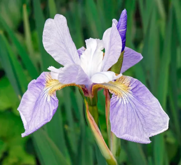 Iris Sibirica 'Sky Wings', Siberian Iris Sky Wings', Siberian Flag Sky Wings', Blue flowers, Flowers for wet soils, Plants for wet soils