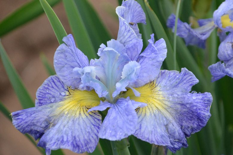 Siberian Iris Cape Cod Boys, Iris Sibirica Cape Cod Boys, Siberian flag Blueberry Fair, Blue Flowers, Blue Iris, Blue Siberian iris