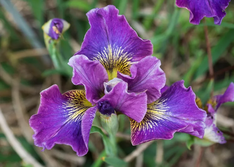 Siberian Iris Charming Billy, Iris Sibirica Charming Billy, Siberian flag Charming Billy, Purple Flowers, Purple Iris, Purple Siberian iris