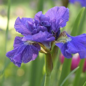 Siberian Iris Concord Crush, Iris Sibirica Concord Crush, Siberian flag Concord Crush, Purple Flowers, Purple Iris, Purple Siberian iris