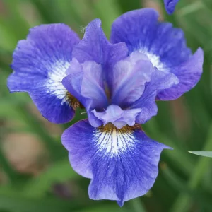 Siberian Iris JCoronation Anthem, Iris Sibirica Coronation Anthem, Siberian flag Coronation Anthem, Blue Flowers, Blue Iris, Blue Siberian iris