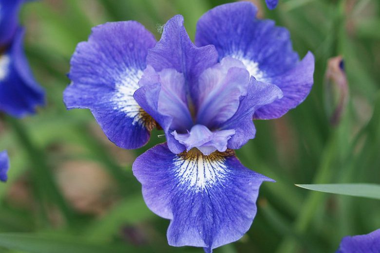 Siberian Iris JCoronation Anthem, Iris Sibirica Coronation Anthem, Siberian flag Coronation Anthem, Blue Flowers, Blue Iris, Blue Siberian iris