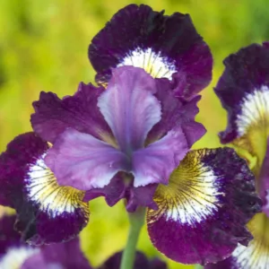 Siberian Iris Jewelled Crown, Iris Sibirica Jewelled Crown, Siberian flag Jewelled Crown, Purple Flowers, Purple Iris, Purple Siberian iris