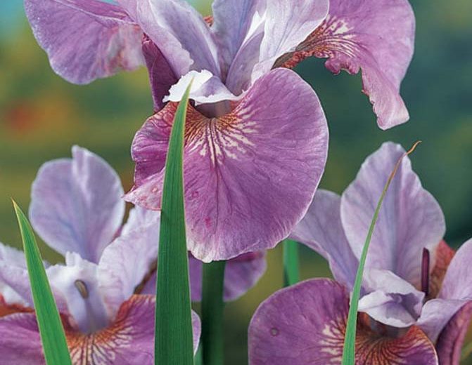 Iris Sibirica 'Lavender Bounty' growing information, Siberian Iris 'Lavender Bounty', Siberian Flag 'Lavender Bounty', purple flowers, Flowers for wet soils, Plants for wet soils