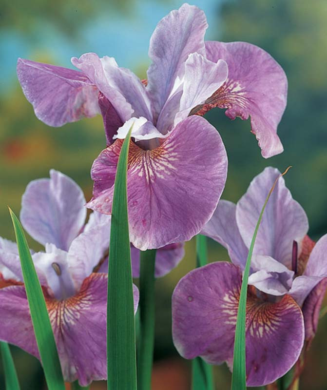 Iris sibirica 'Lavender Bounty' (Siberian Iris)
