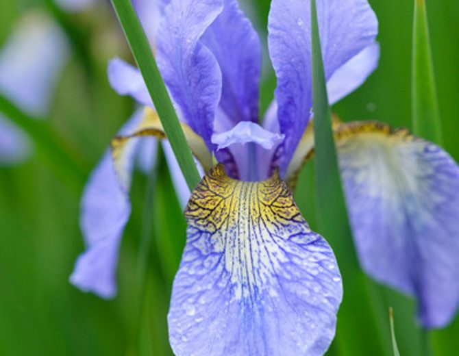 Iris sibirica 'Perry's Blue' growing information, Siberian Iris 'Perry's Blue', Siberian Flag 'Perry's Blue', Blue flowers, Flowers for wet soils, Plants for wet soils
