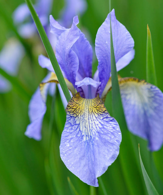 Iris sibirica 'Perry's Blue' (Siberian Iris)