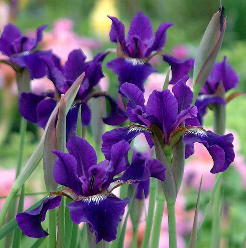 Iris sibirica 'Ruffled Velvet' (Siberian Iris)
