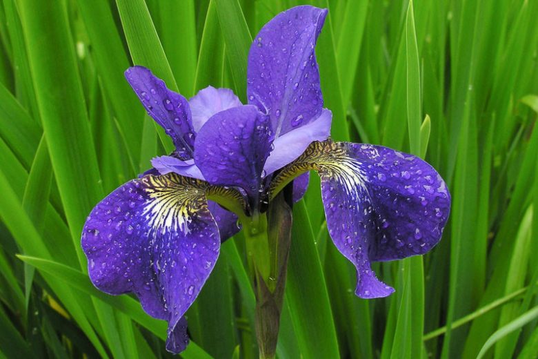 Iris Sibirica 'Shirley Pope' growing information, Siberian Iris 'Shirley Pope', Siberian Flag 'Shirley Pope', blue flowers, Flowers for wet soils, Plants for wet soils