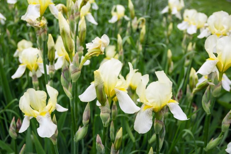 Siberian Iris Snow Queen, Iris Sibirica Snow Queen, Siberian flag Snow Queen, White Flowers, White Iris, White Siberian iris