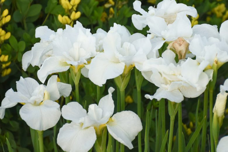Siberian Iris Swans in Flight, Iris Sibirica Swans in Flight, Siberian flag Swans in Flight, White Flowers, White Iris, White Siberian iris