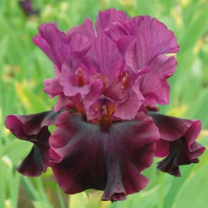Iris 'Silken Trim', Tall Bearded Iris 'Silken Trim', Iris Germanica 'Silken Trim', Late Season Irises, Purple Irises
