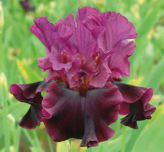Iris 'Silken Trim', Tall Bearded Iris 'Silken Trim', Iris Germanica 'Silken Trim', Late Season Irises, Purple Irises