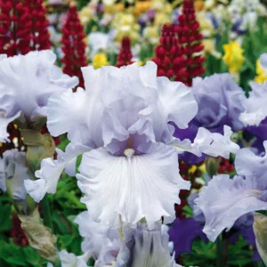 Iris 'Silverado', Tall Bearded Iris 'Silverado', Iris Germanica 'Silverado', Midseason Irises, Award Irises, White Irises, Lavender Irises