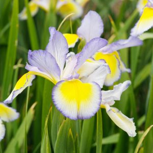 Iris Spuria, Blue Iris 'Missouri Rainbows', Spurious Iris 'Missouri Rainbows', Salt Marsh Iris 'Missouri Rainbows', Butterfly Iris 'Missouri Rainbows', Blue Iris, Blue Flowers, Bicolor Iris, Bicolor Flowers