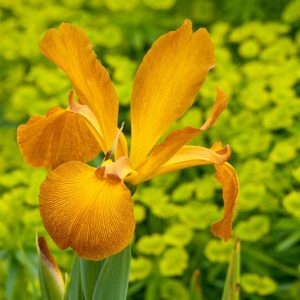 Iris Spuria, Blue Iris 'Sahara Sands', Spurious Iris 'Sahara Sands', Salt Marsh Iris 'Sahara Sands', Butterfly Iris 'Sahara Sands', Yellow Iris, Yellow Flowers