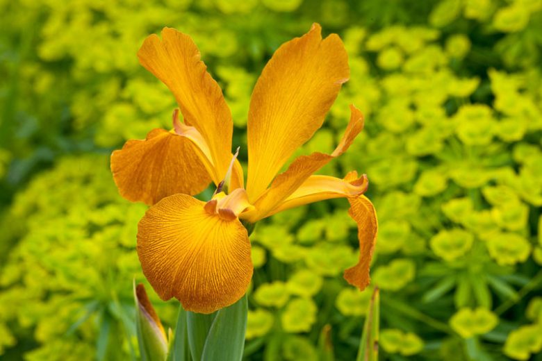 Iris Spuria, Blue Iris 'Sahara Sands', Spurious Iris 'Sahara Sands', Salt Marsh Iris 'Sahara Sands', Butterfly Iris 'Sahara Sands', Yellow Iris, Yellow Flowers