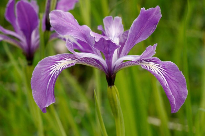 Iris tenax, Toughleaf Iris, Tough-leaf Iris, Oregon Iris, Purple Iris