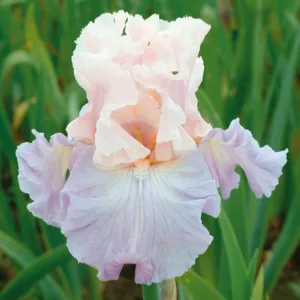 Iris 'Venita Faye', Tall Bearded Iris 'Venita Faye', Iris Germanica 'Venita Faye', Mid Late Season Irises, Pink irises, Award Irises, Bicolor Irises, Lilac Irises, Lavender Irises